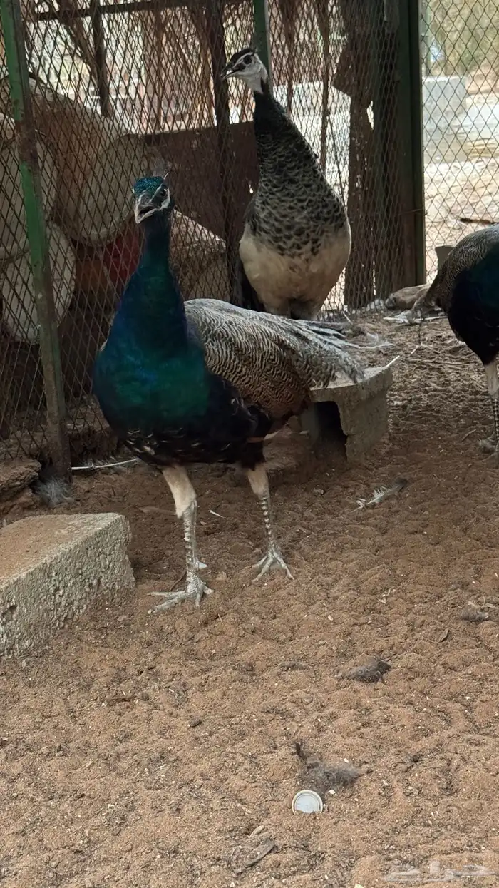 جوز طاووس 2