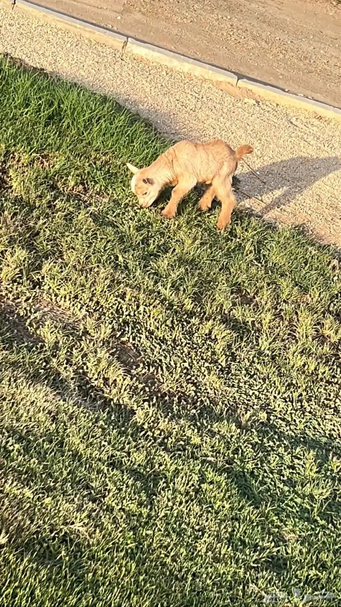 ماعز تشيكي قزم للبيع 0