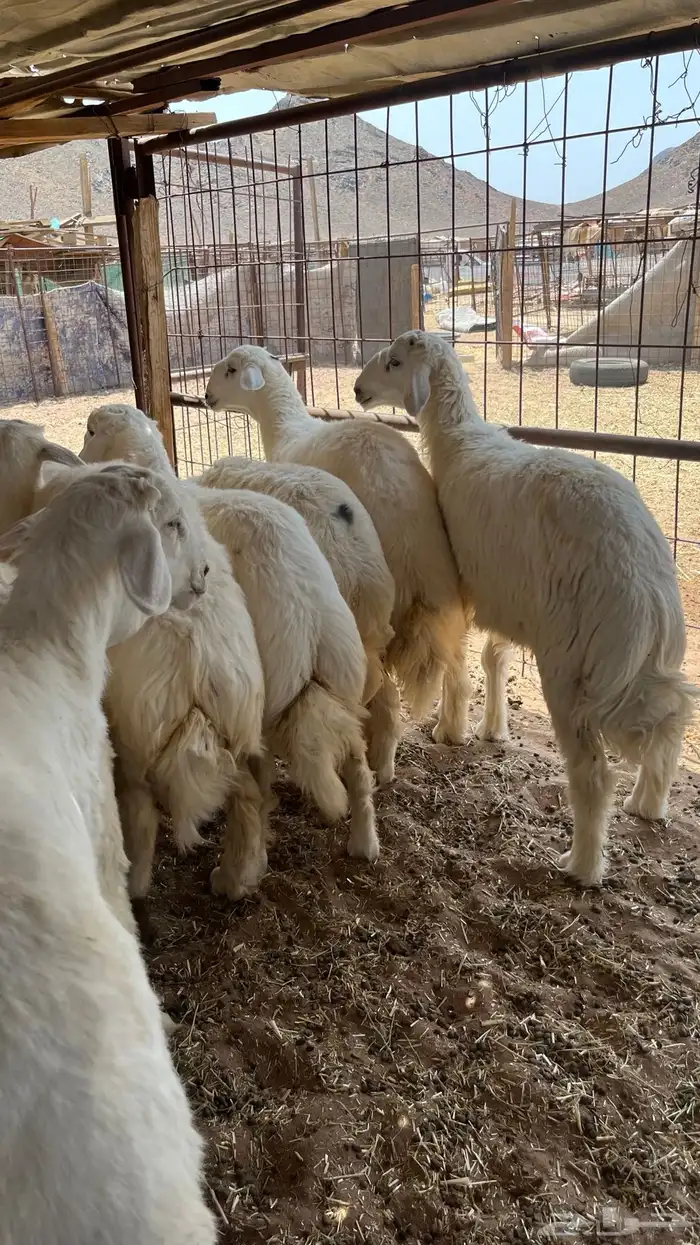 طليان ذبايح 1