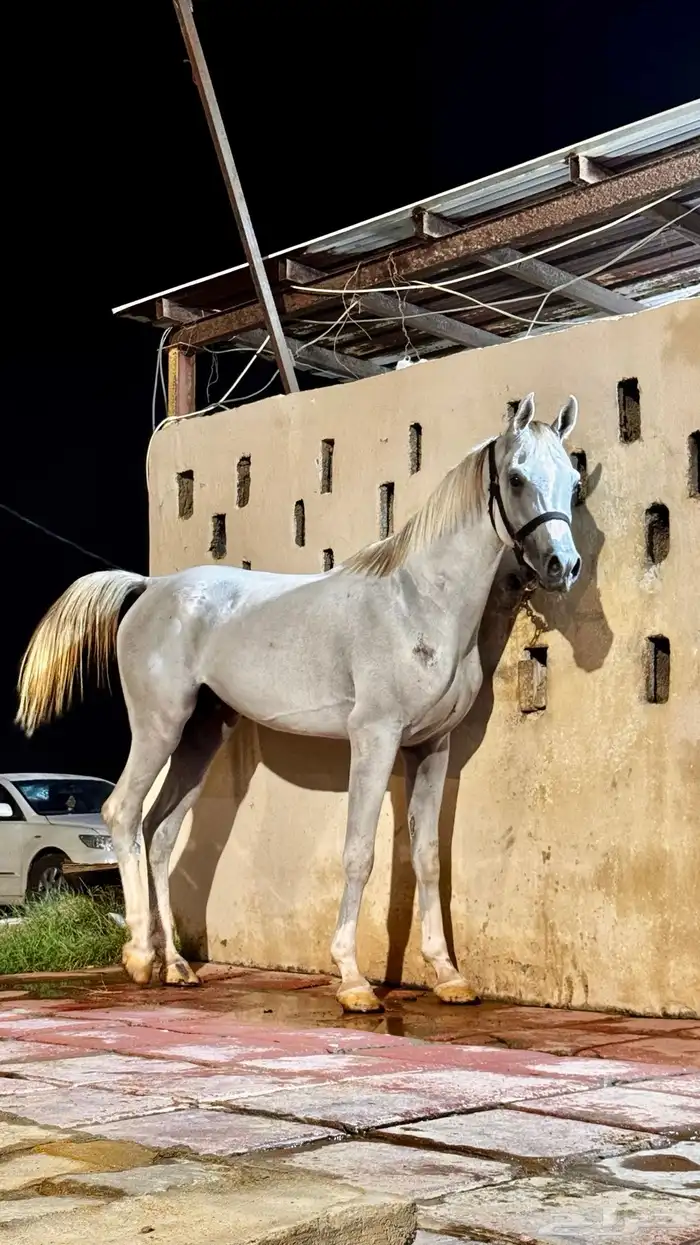 حصان شعبي 2
