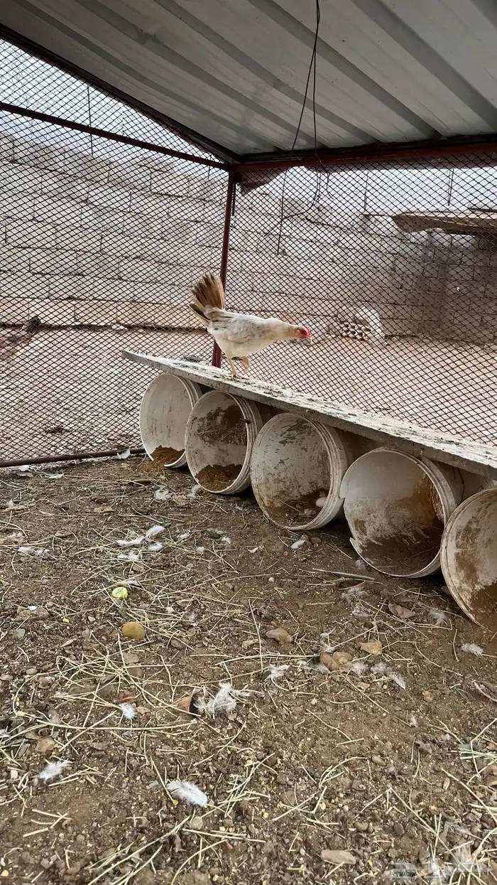 دجاجه بلدي صنف 1