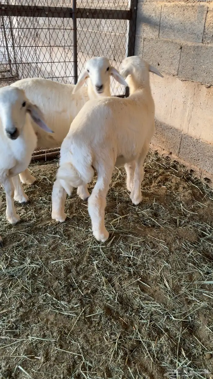 4 طليان للبيع 2