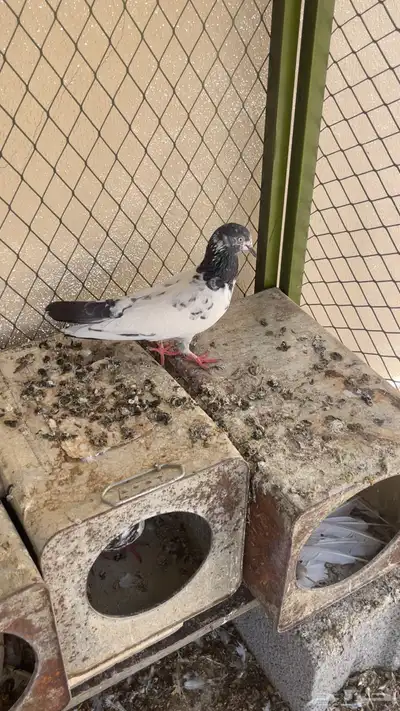 حمام انثى باكستاني تيدي 0