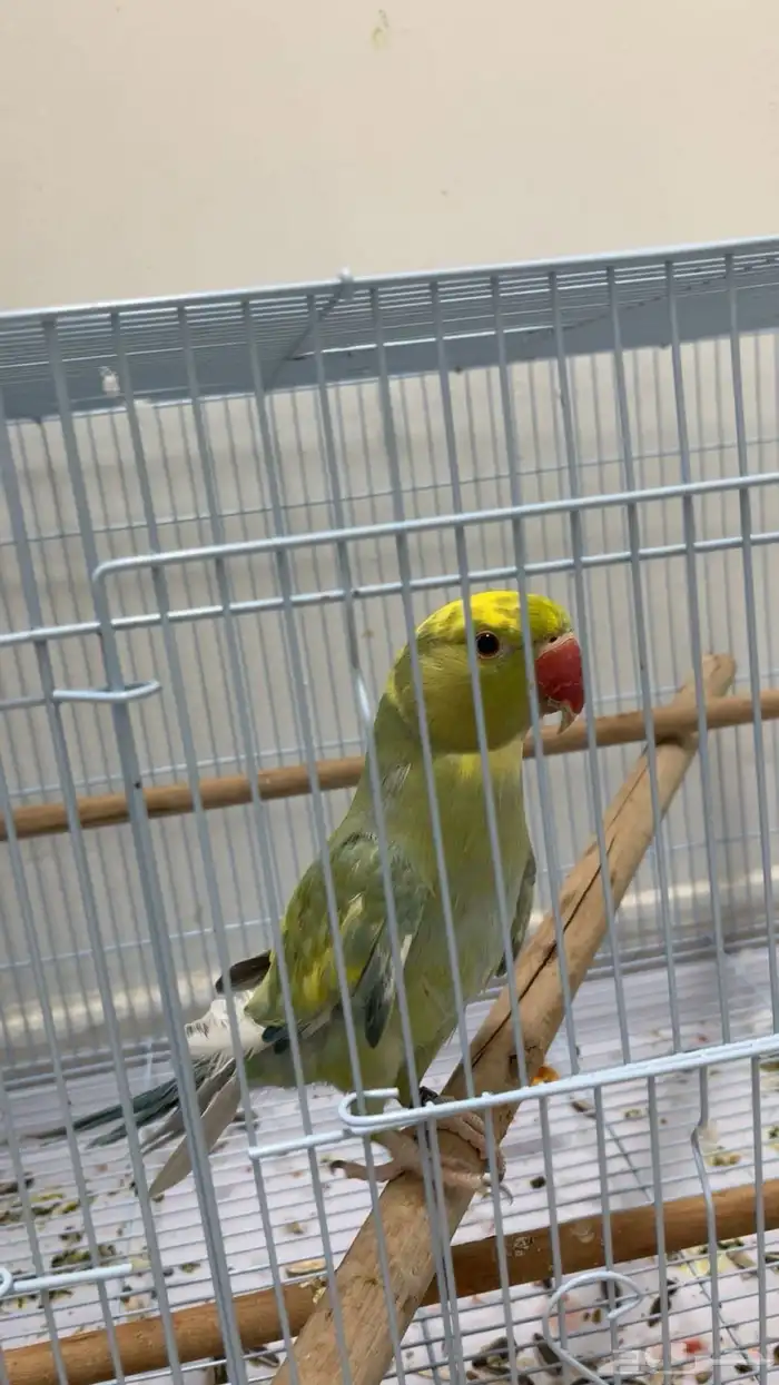 طيور دره متكلمه 2