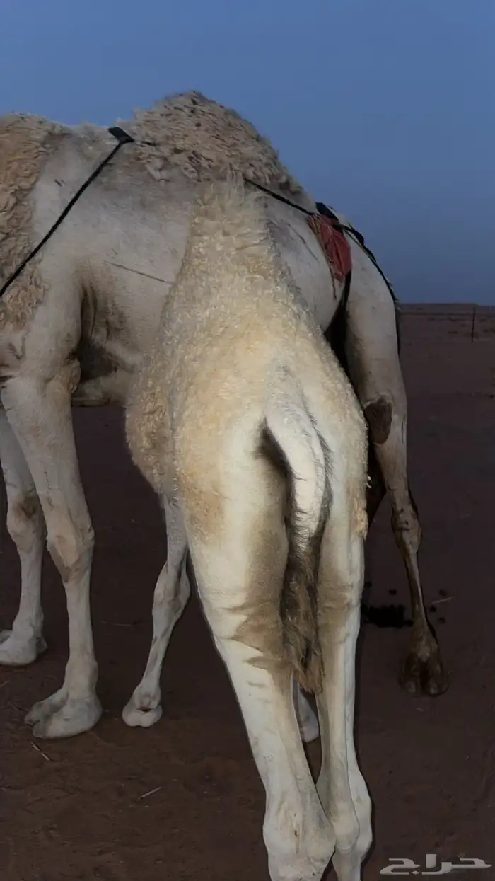 حوار لباني 3