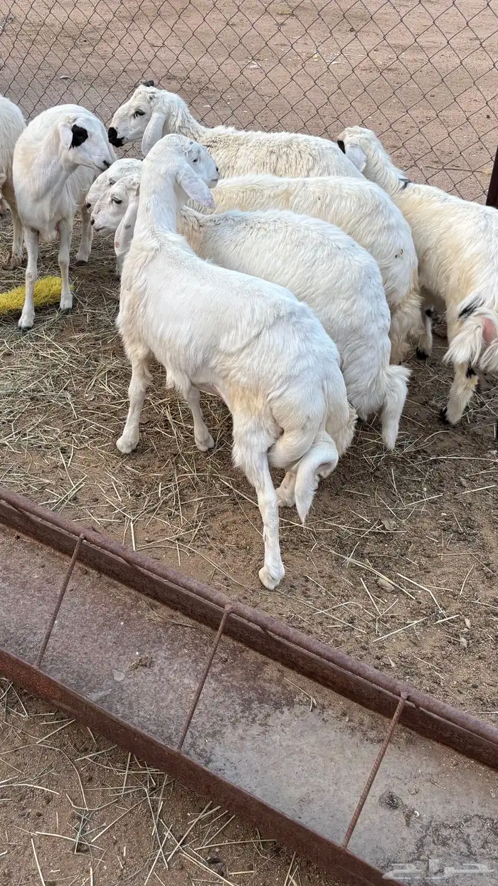 ذبايح للبيع كفو 5