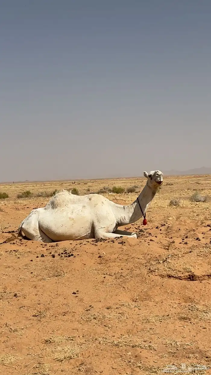 ناقة للبيع او للبدل ب غنم او معزا 6