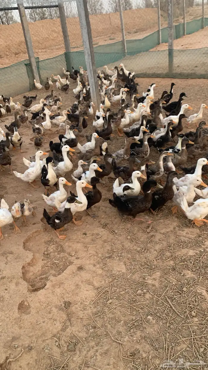 طيور بط بكيني 0