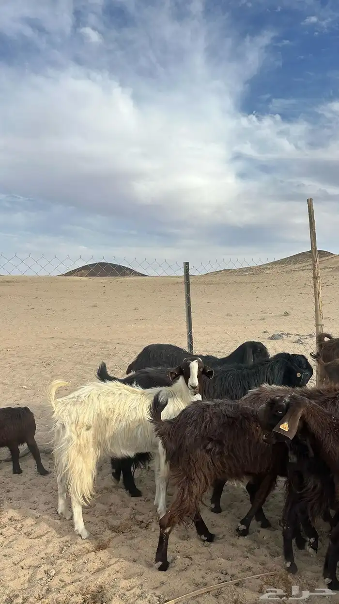 معزا شامية صنف وسلم تبارك الله سلالتهن طيبه ولهن مراكز 1