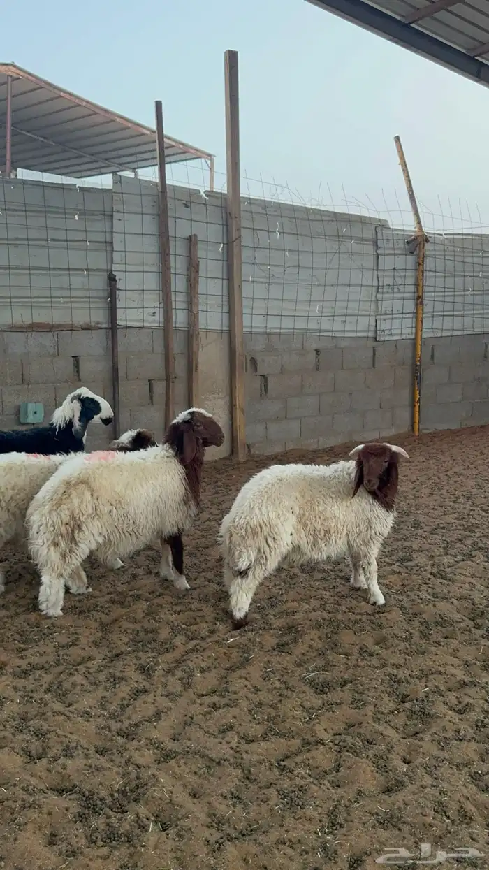 خرفان ورخال نعيم 8