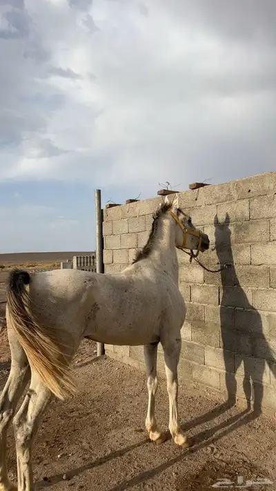 حصان شعبي 0