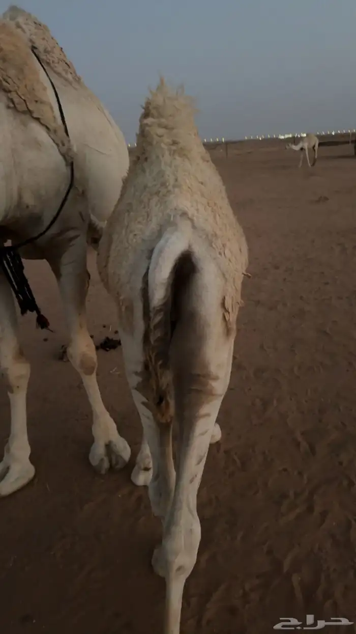 حوار لباني 1