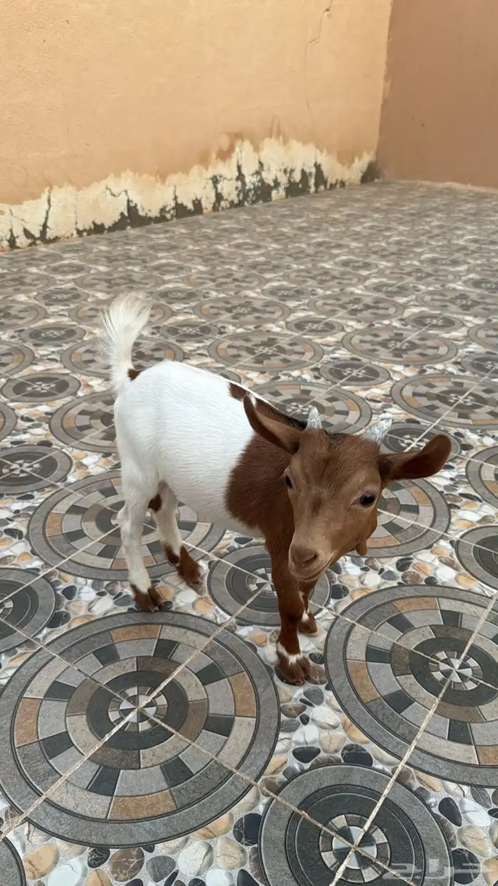 ماعز قزم 1
