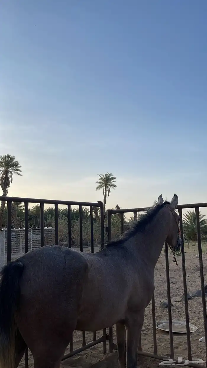 مهر شعبي 0