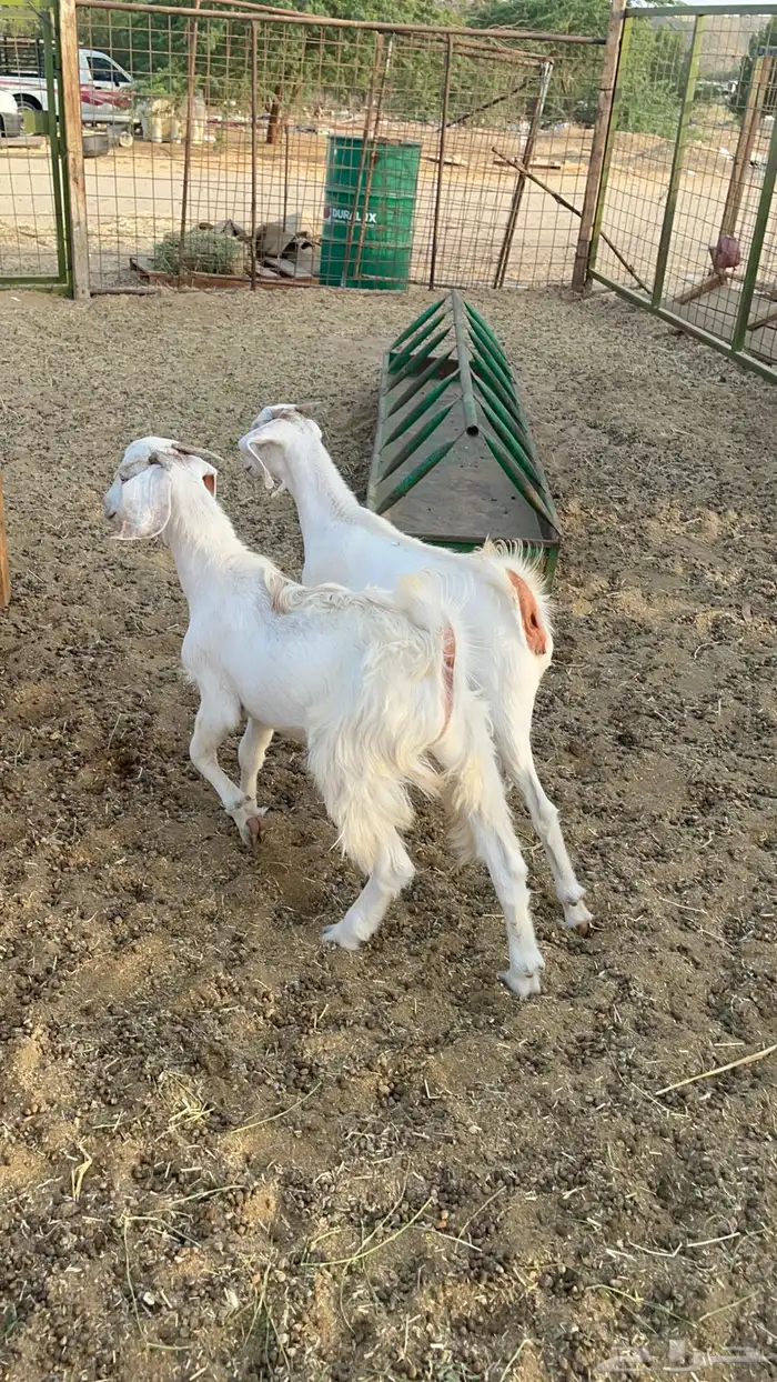 طليان حري طائفي وتيوس عارضيه 3