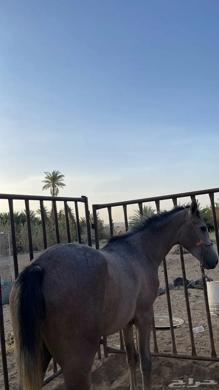 مهر شعبي 1
