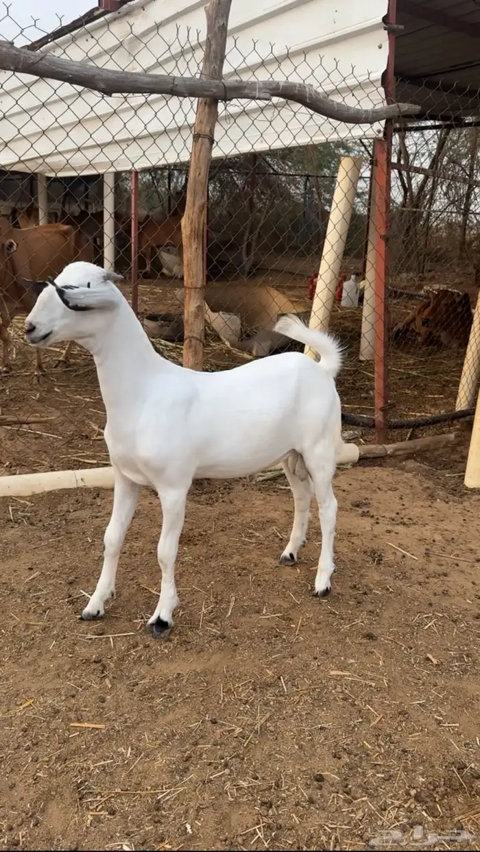 مشروع فحل بيشي 2