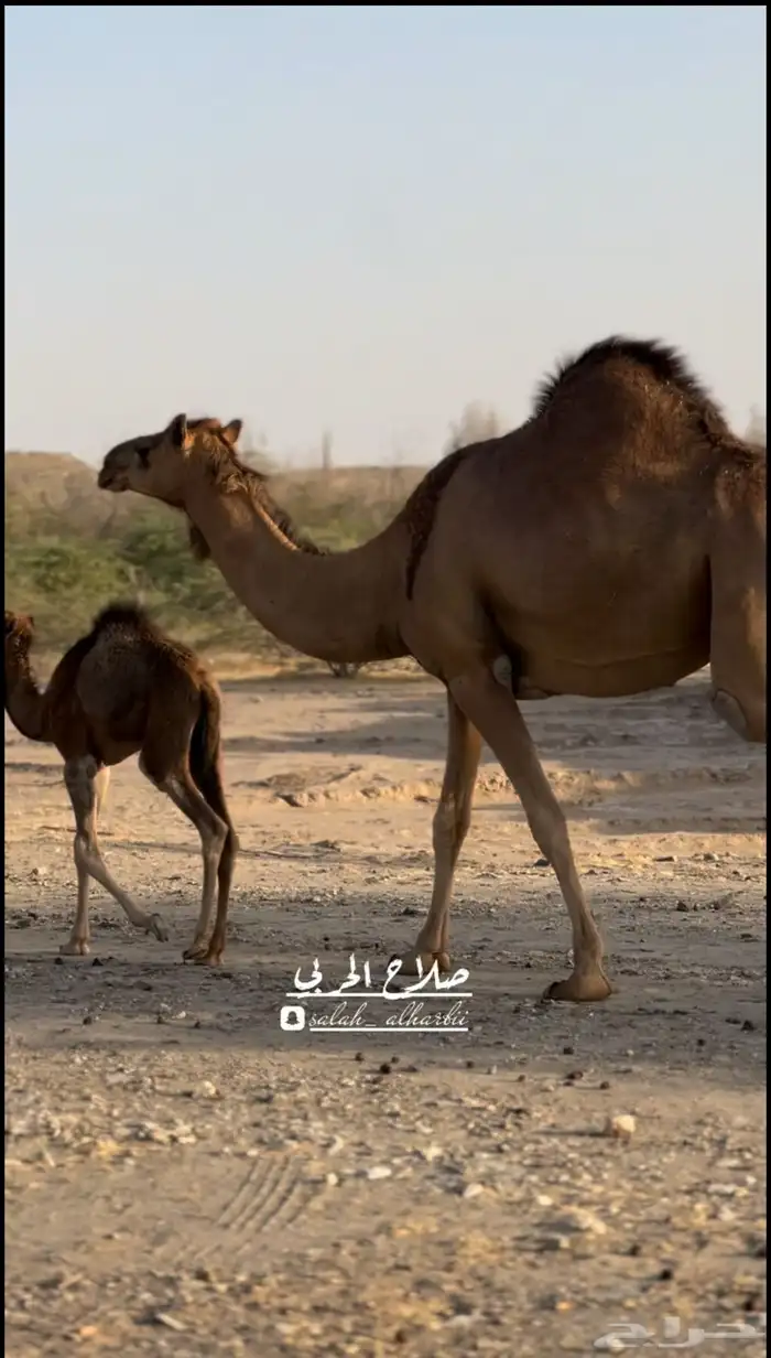 خلفه ساحليه 7