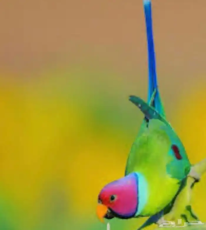 زوج دره بالم هيد منتج 1