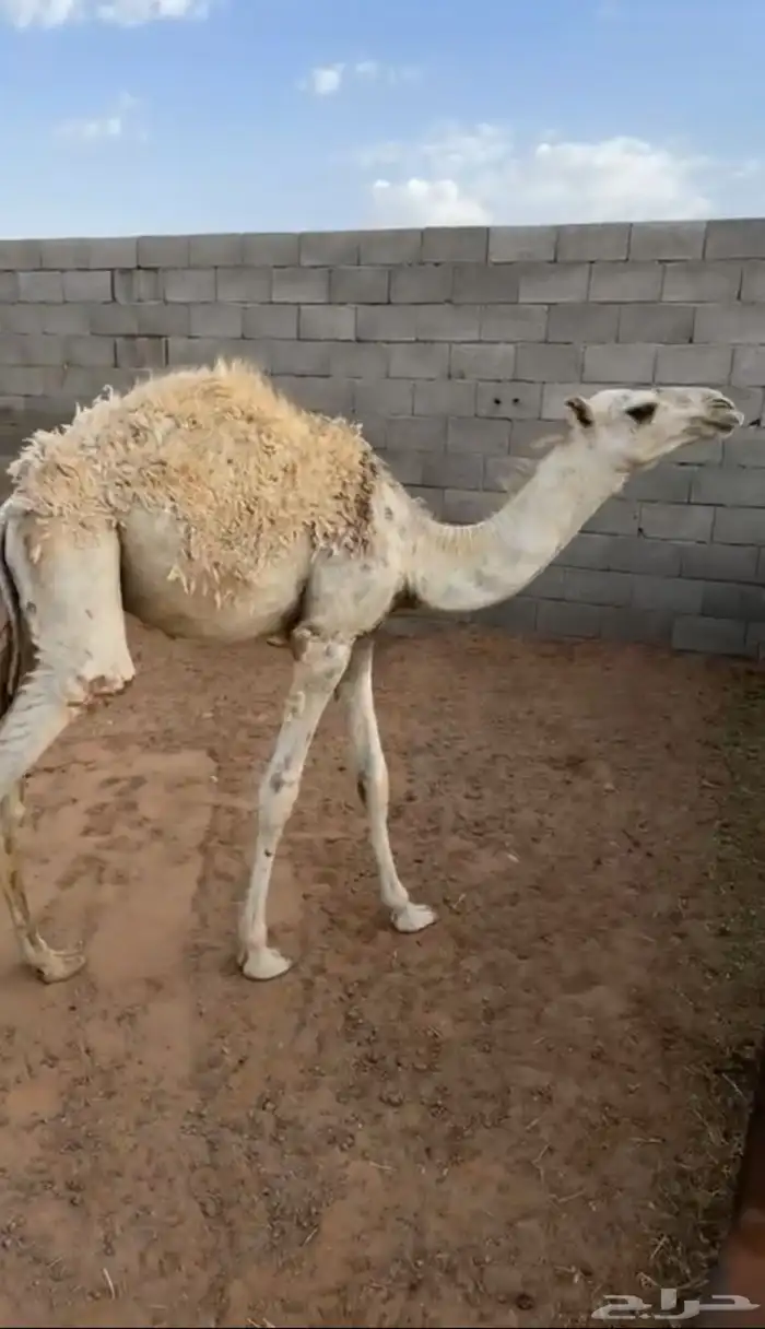 للبيع قعود 0