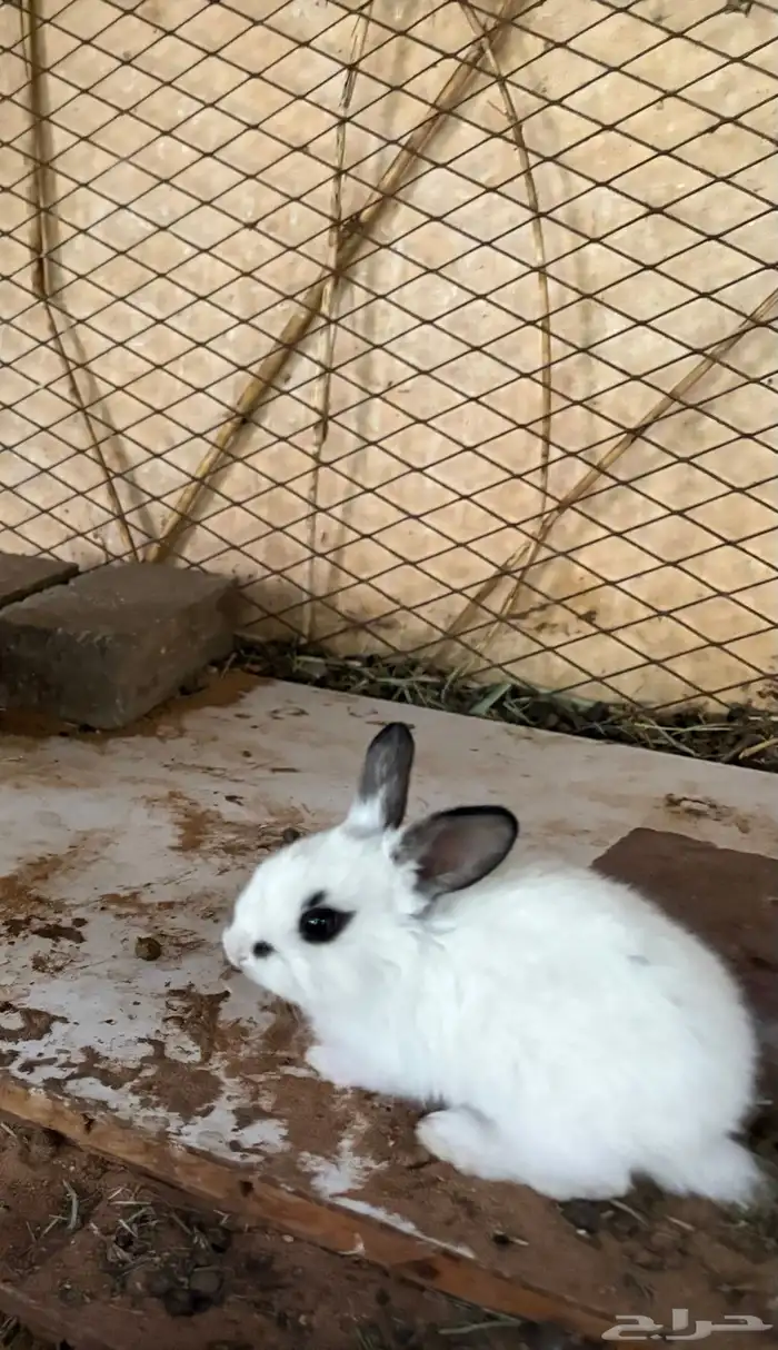 أرانب هجين بابيون 0