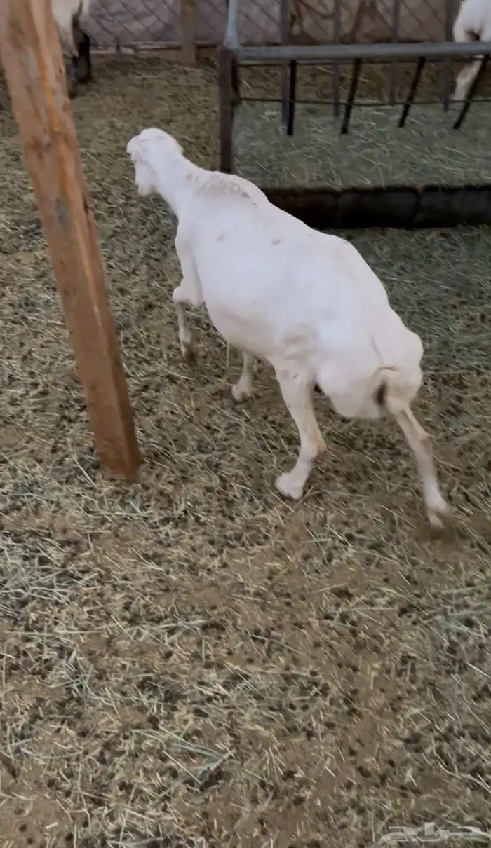 غنم رفيدي 1