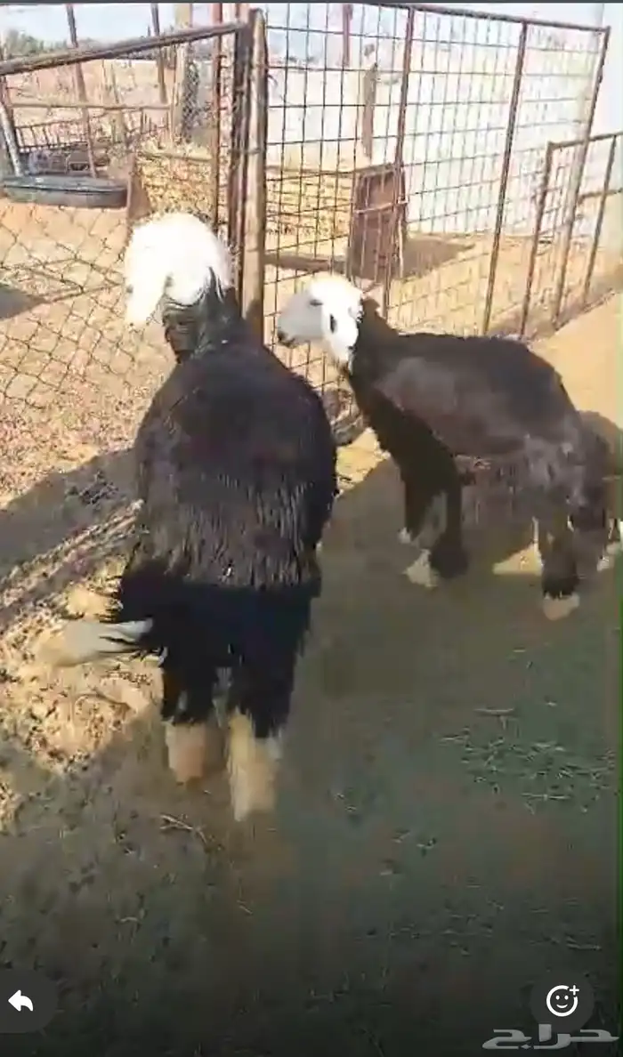 رخال نجديات مقنوي ذبايح - تم البيع - 0