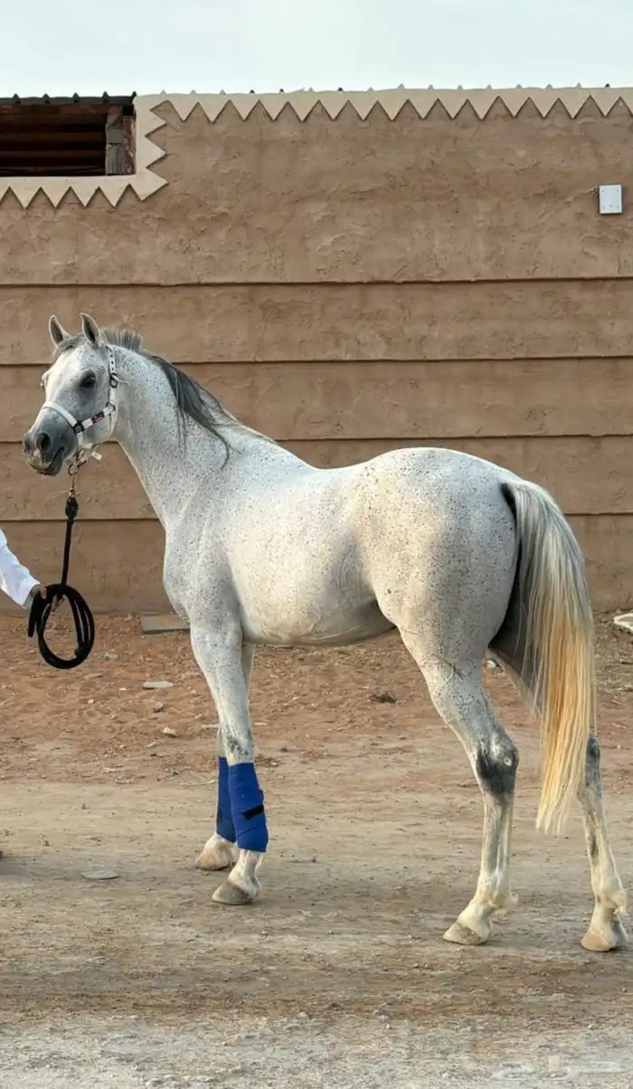 حصان شعبي 0
