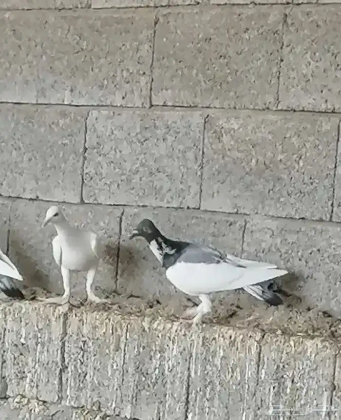 حمام برلين سمبوسه زوج الموقع الرمال الحد 250 0