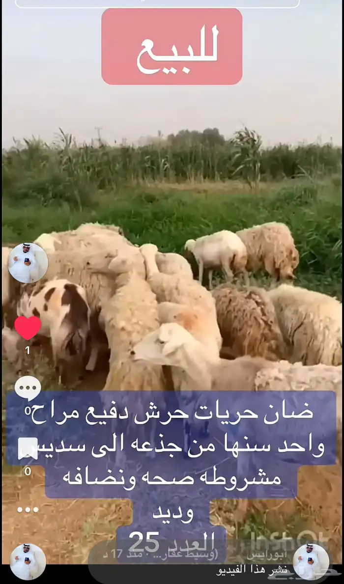 العرض الاول 1ضان حريه حرش عددها 25 عرض ثاني 2رفيد عددها 30م 0