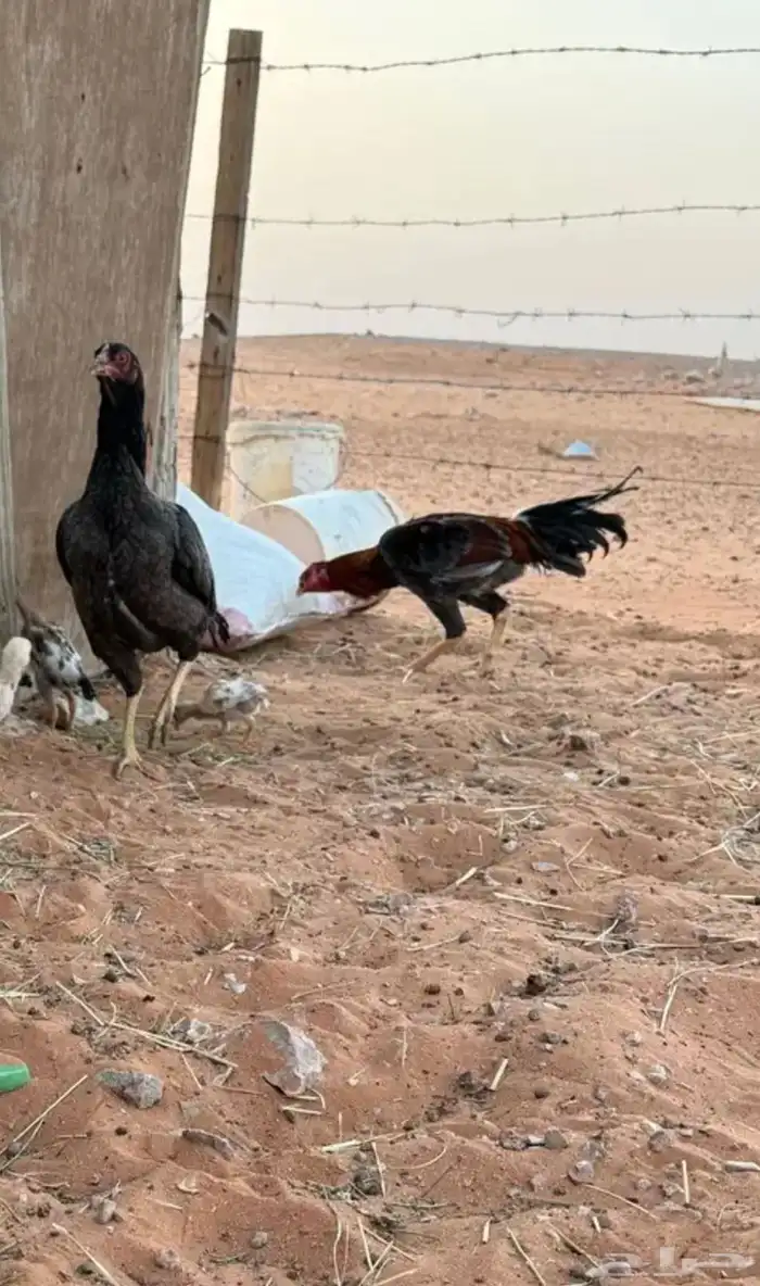 دجاج باكستاني بشاير وفروخ 3