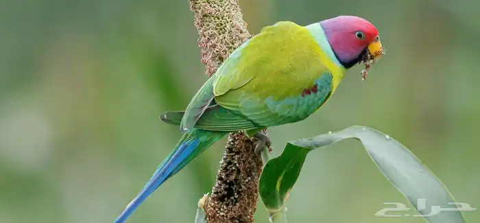 زوج دره بالم هيد منتج 0