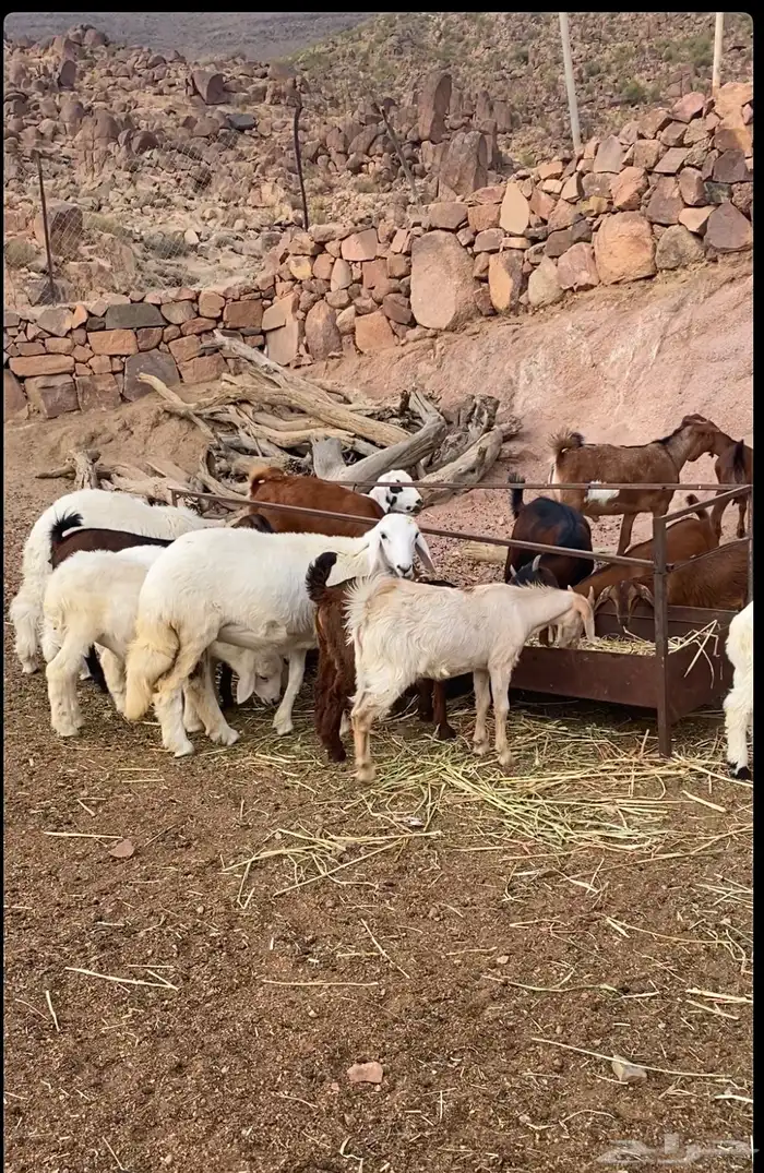مراح معزاء وضان 2