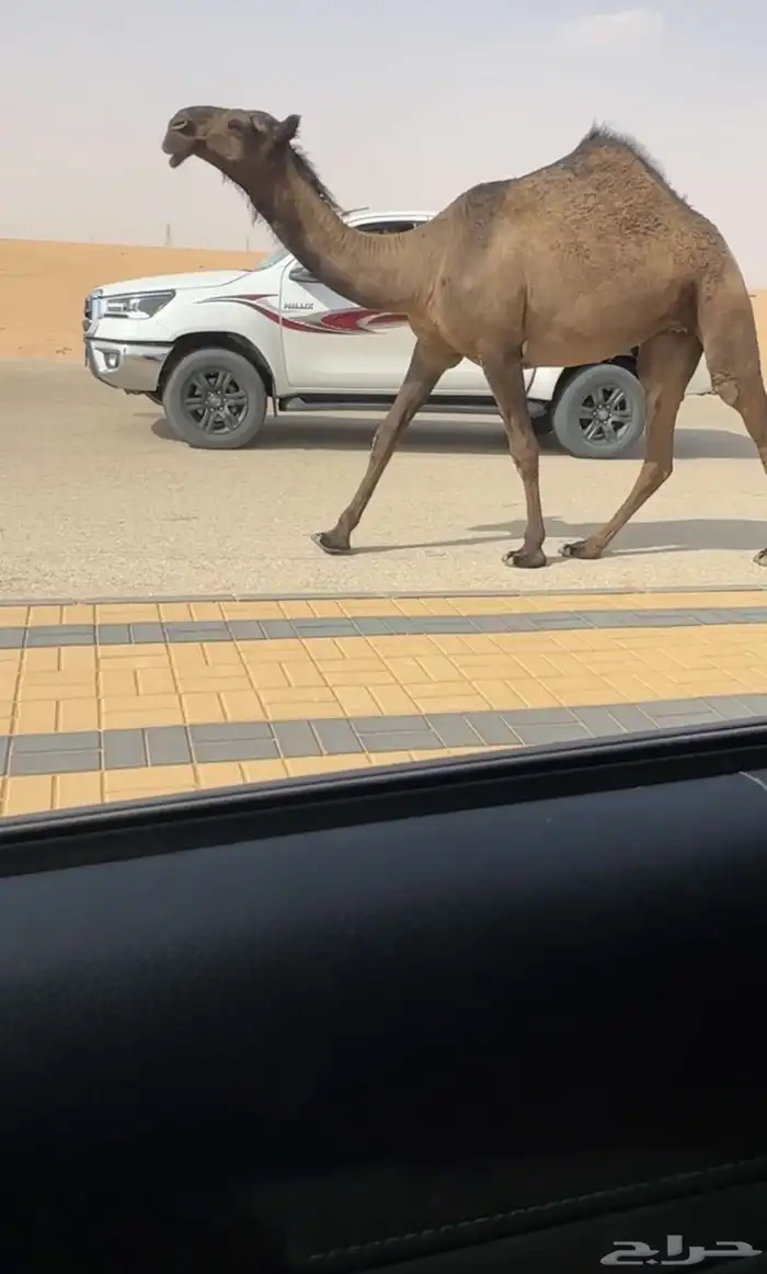صفرا دبيانيه 1