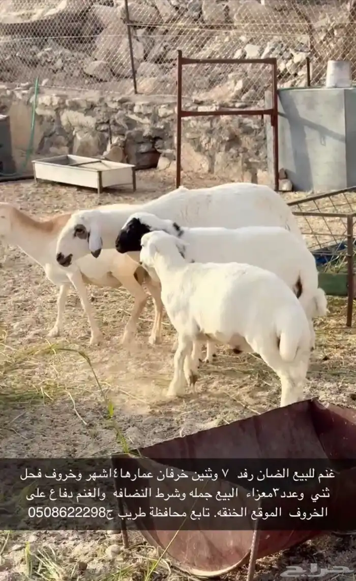 غنم رفد للبيع 4