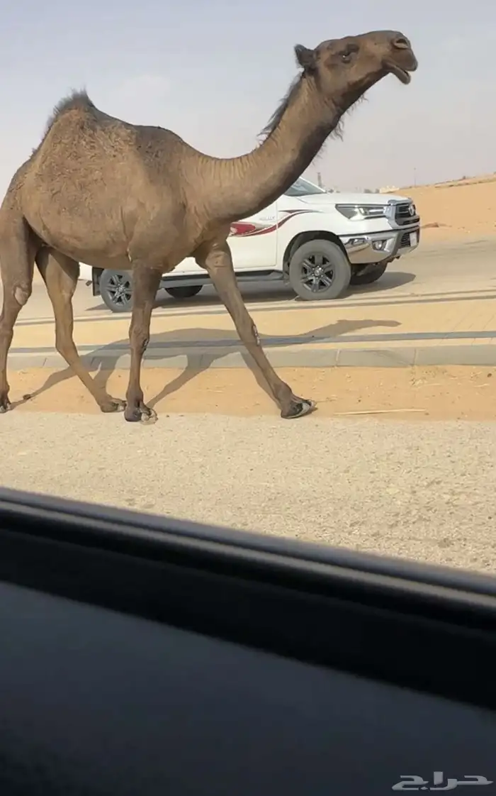 صفرا دبيانيه 2