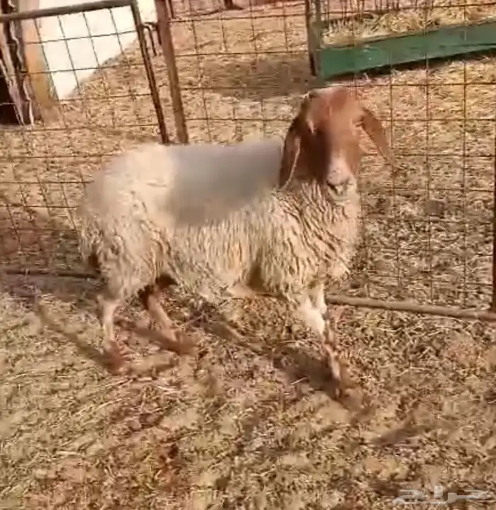 نعيمية مضرع 1