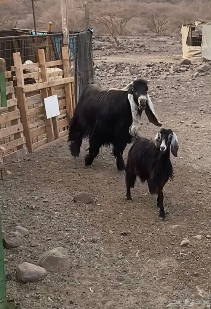 تيس فحل عارضي مشروط 1