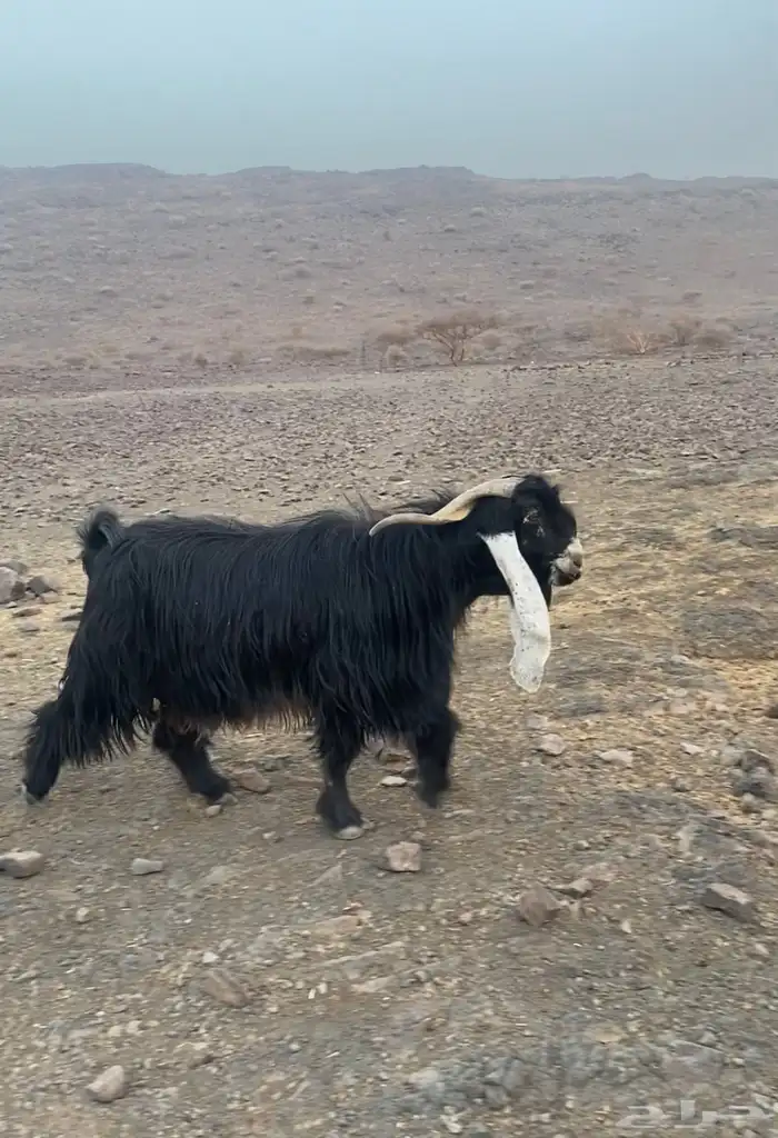 تيس فحل عارضي مشروط 0