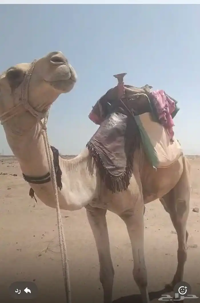 ركبي للبيع 4