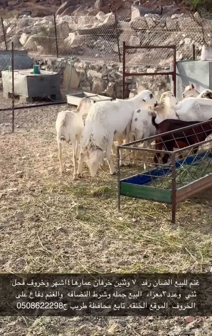غنم رفد للبيع 3