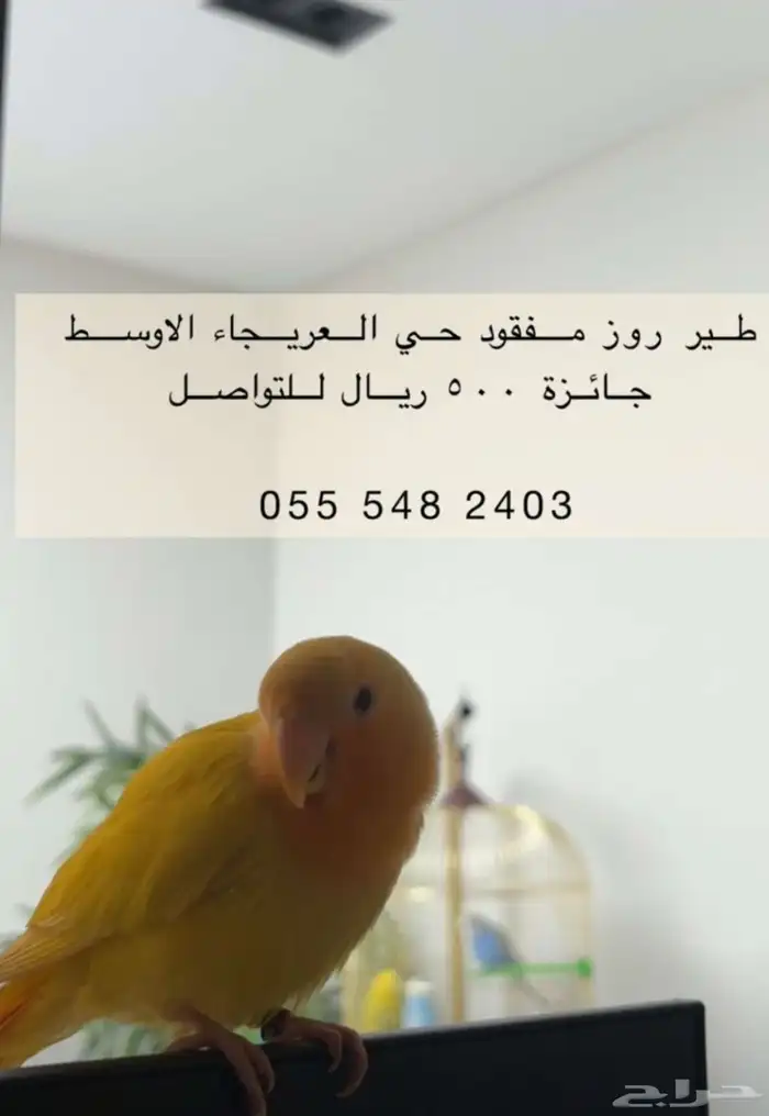 طائر مفقود 0