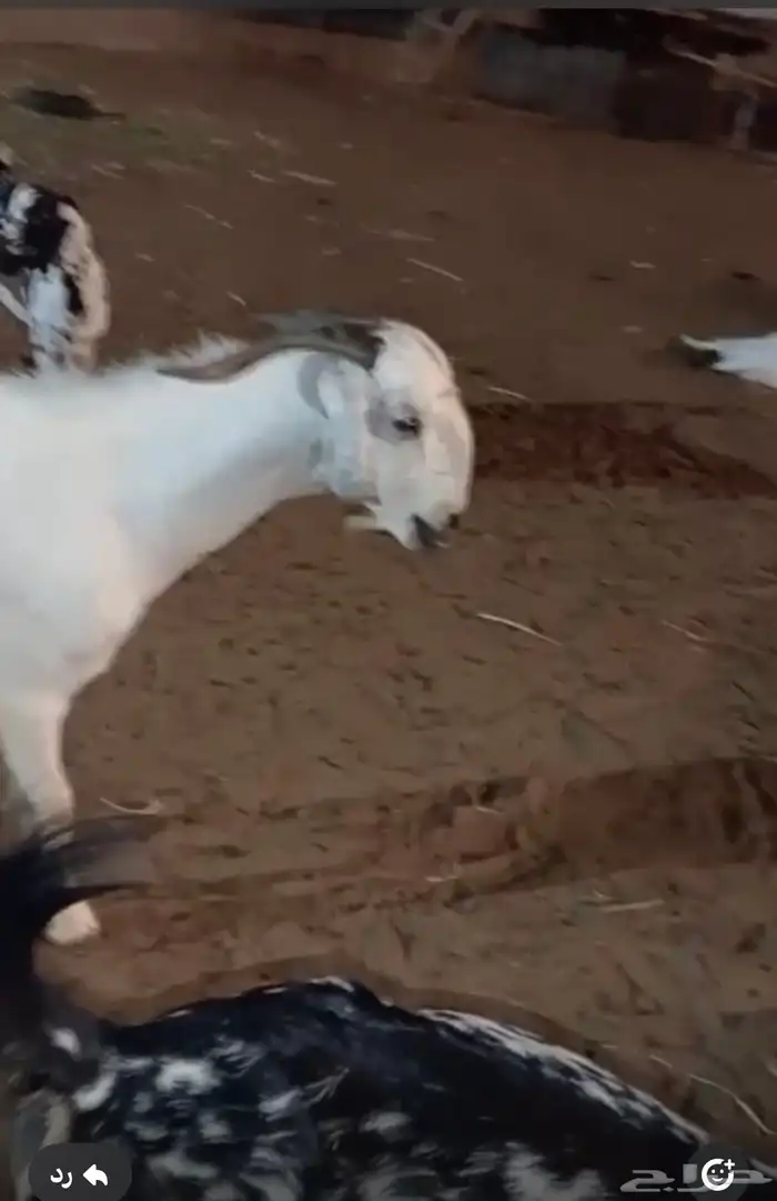 فحل بيشي اعفر صنف فاخر ونادر وعلى الشرط 1