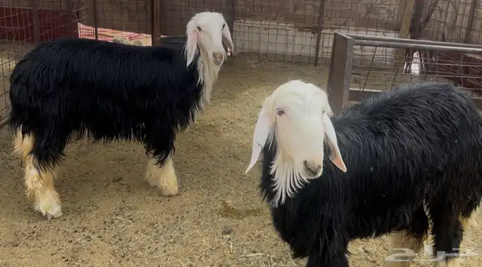 للبيع رخال نجد سمان ذبايح 1