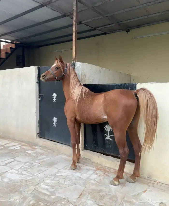 خيل عربي اصيل 3