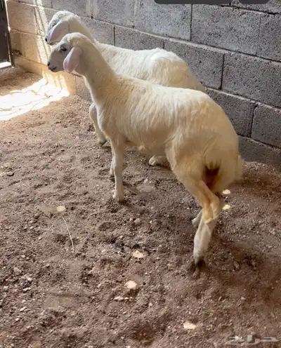 رخال - خرفان - تيوس - 1