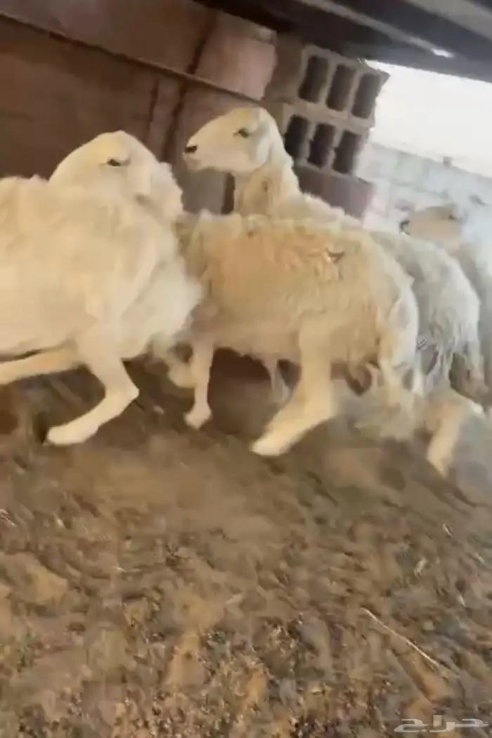 للبيع غنم حريات حرش صنف طيبه 4