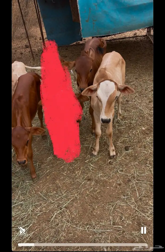 حسلان بلدي 9
