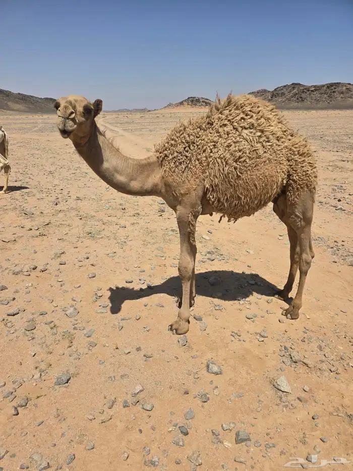 حشو حيران الموقع حائل 5