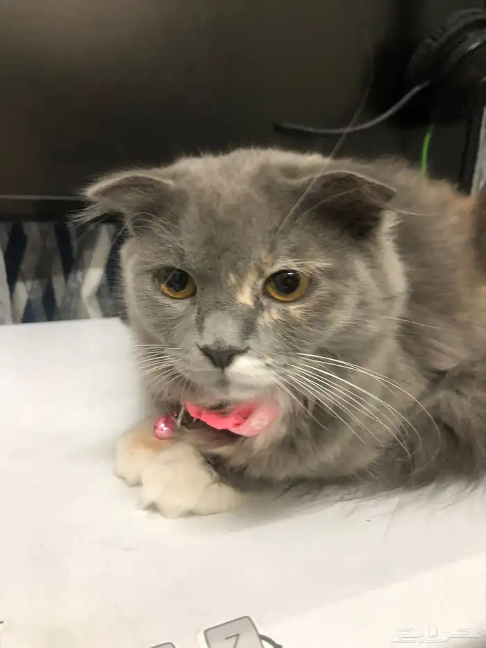 scottish fold for sale 6 months 2